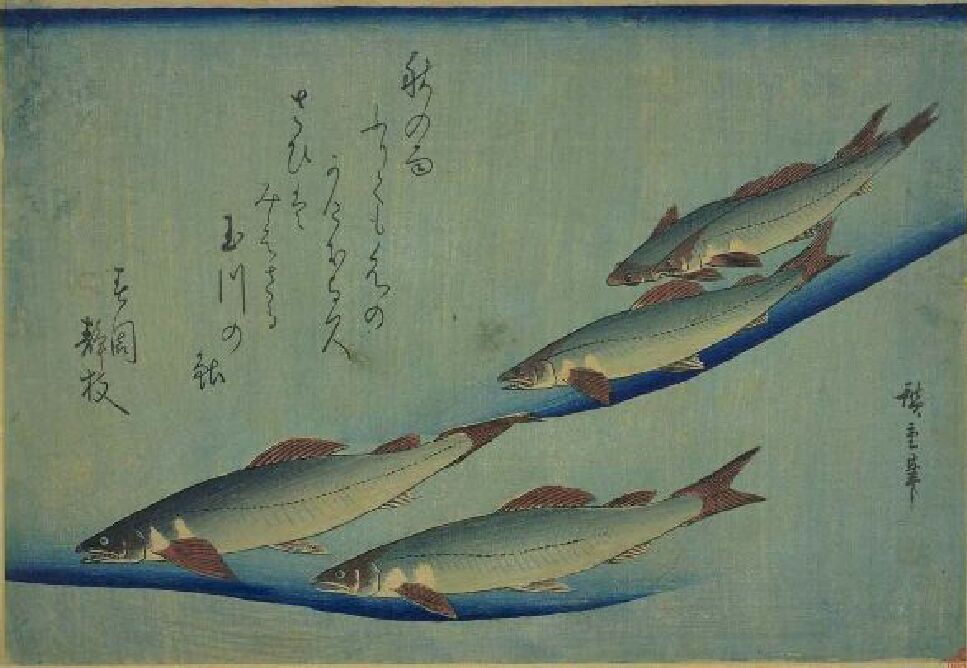 fish.jpg